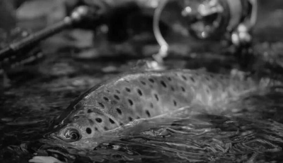 Top 5 Fishing Lines for Trout Success