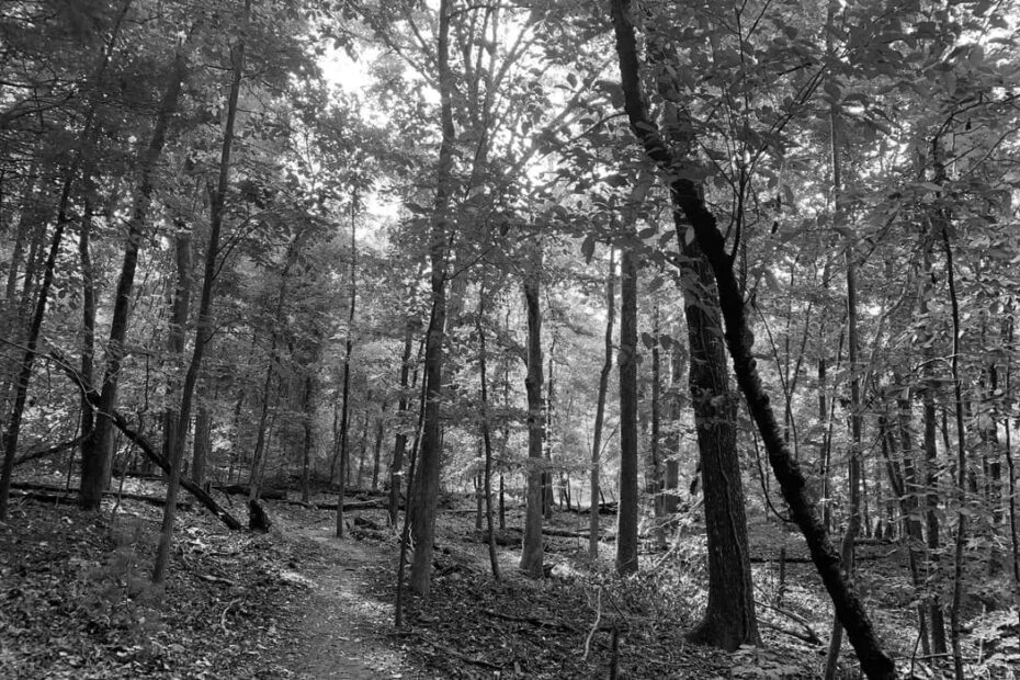 Best Hiking Trails in Anderson IN
