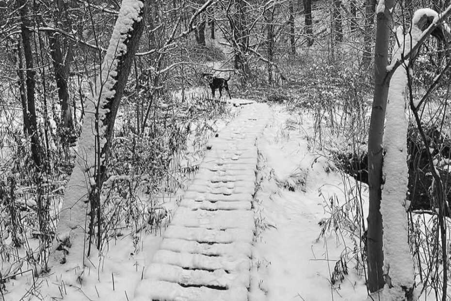Best Hiking Trails in Burlington VT