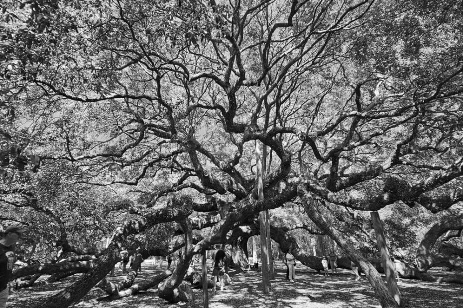Best Hiking Trails in Charleston SC