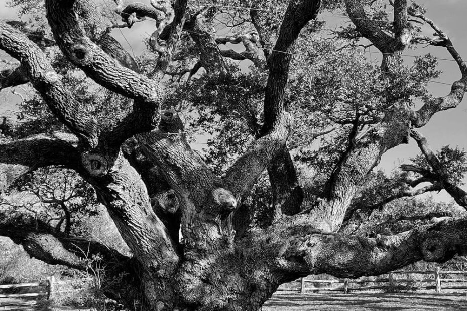 Best Hiking Trails in Corpus Christi TX
