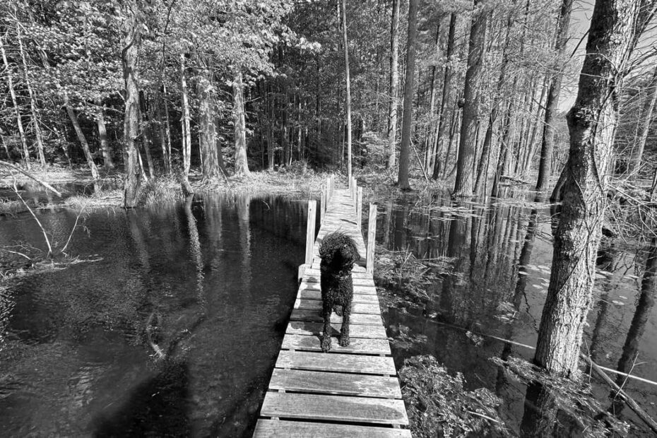 Best Hiking Trails in Derry NH