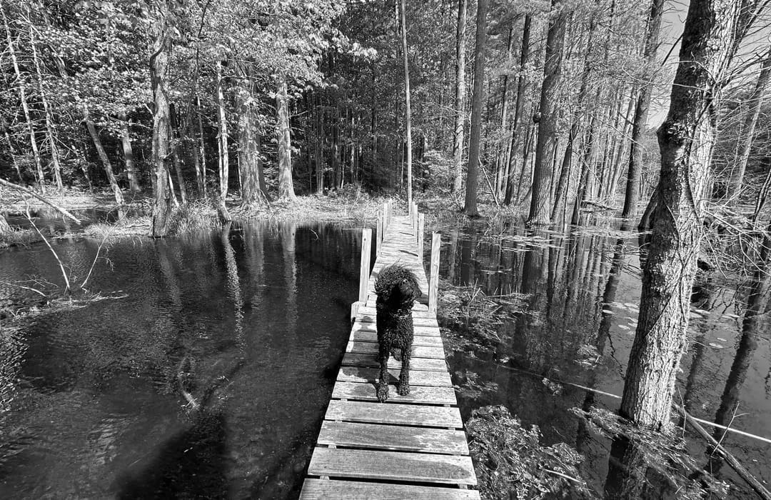 Best Hiking Trails in Derry NH