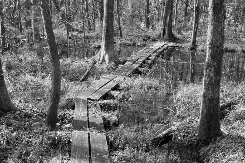 Best Hiking Trails in Goose Creek SC