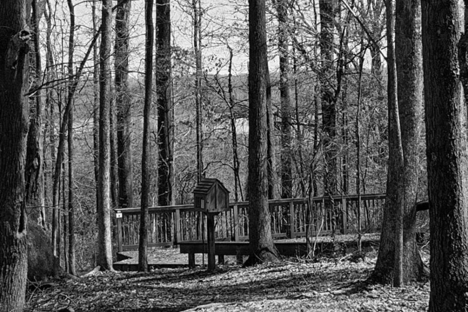 Best Hiking Trails in Greenville MS