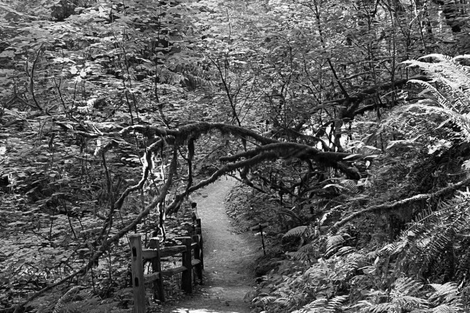 Best Hiking Trails in Hillsboro OR