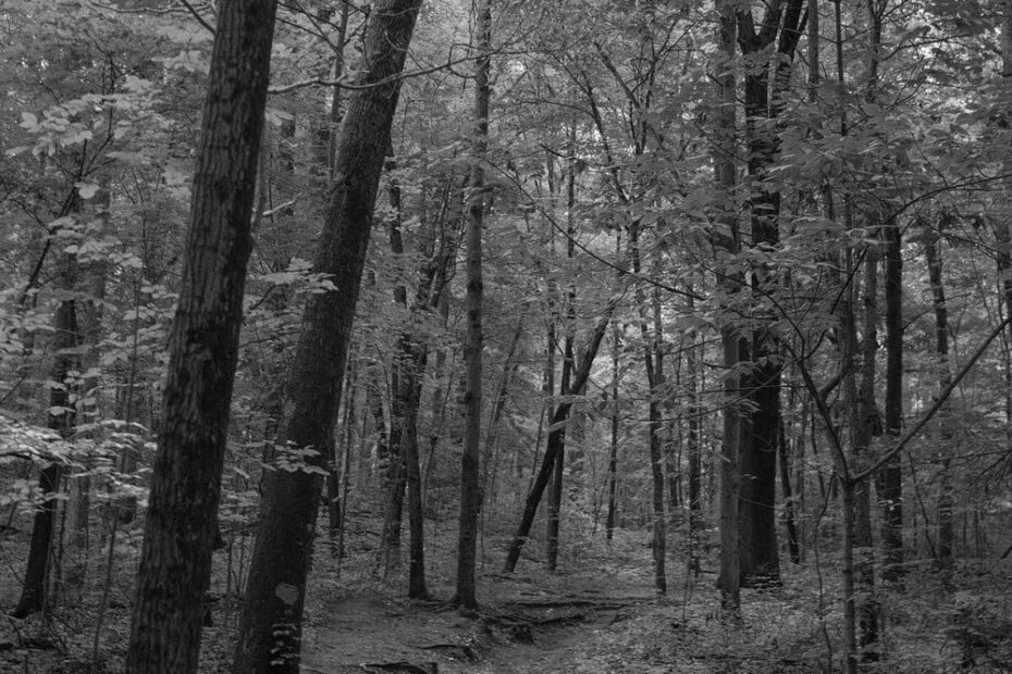 Best Hiking Trails in Lansing MI
