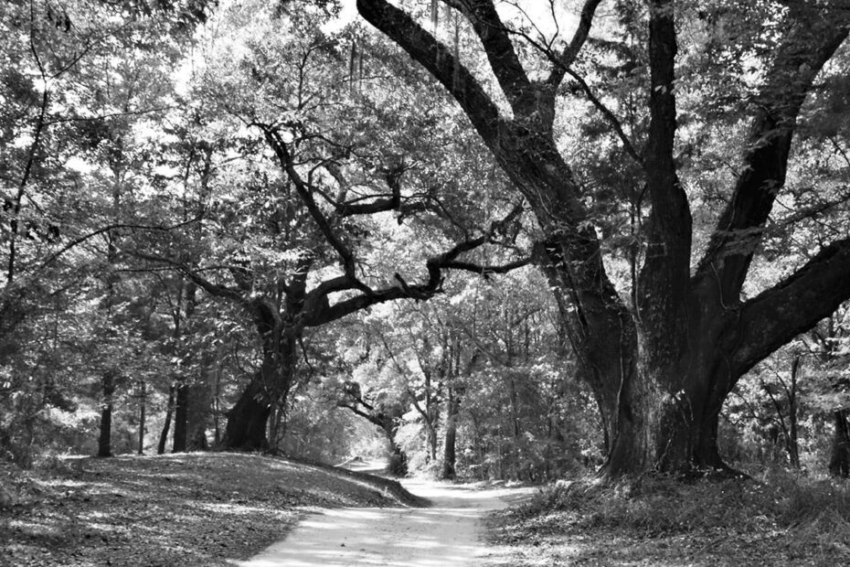 Best Hiking Trails in Mobile AL