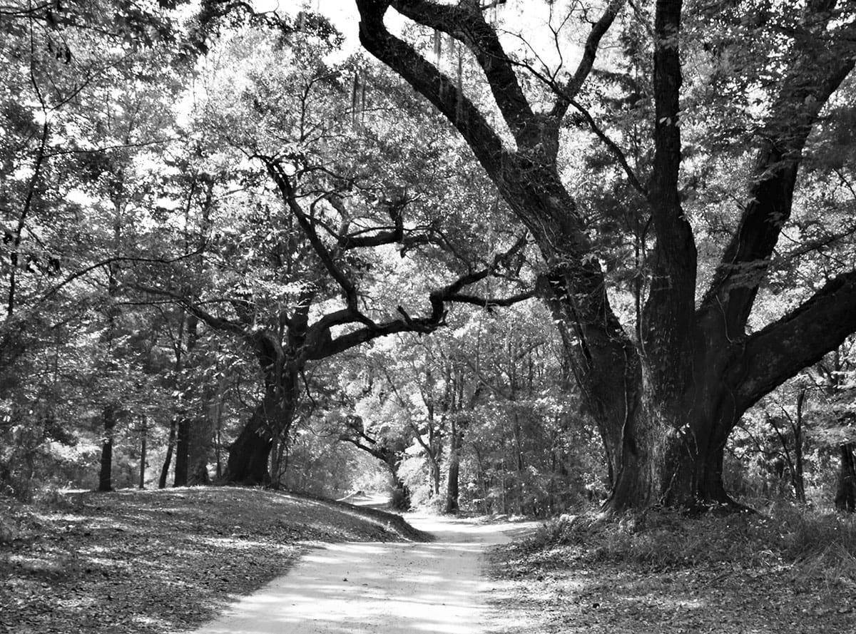 Best Hiking Trails in Mobile AL