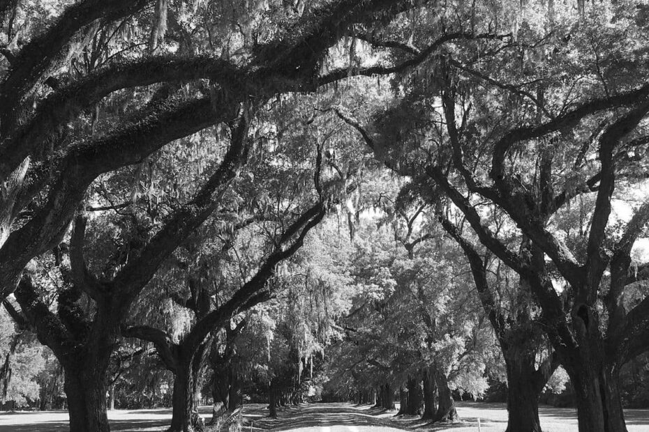 Best Hiking Trails in Mount Pleasant SC