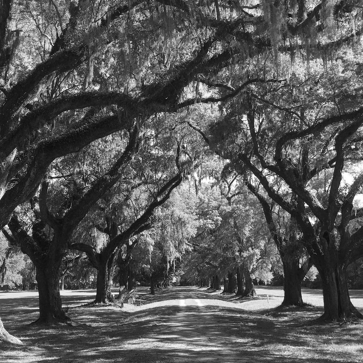 Best Hiking Trails in Mount Pleasant SC