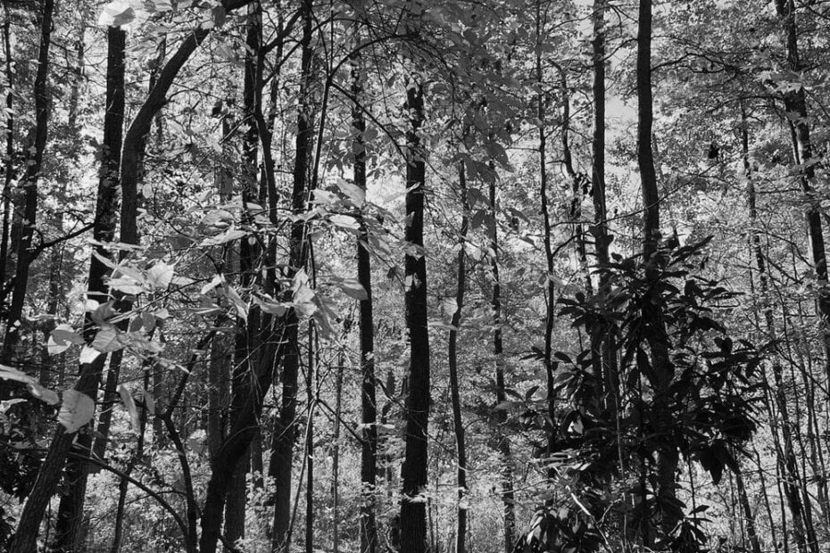 Best Hiking Trails in Virginia Beach VA