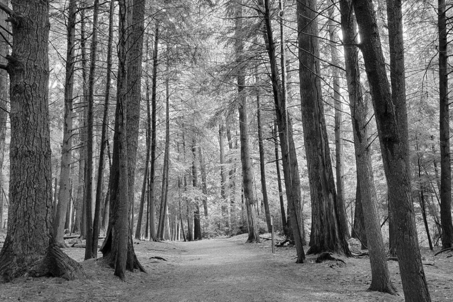Best Hiking Trails in Wheeling WV