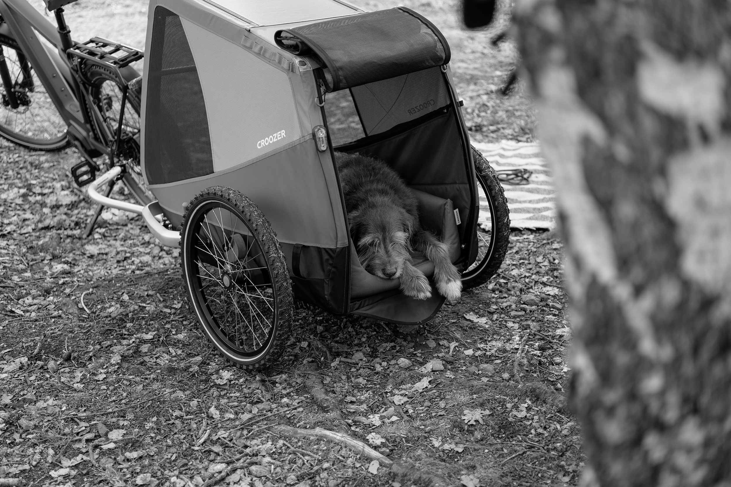 Best Bike Trailers for Dogs