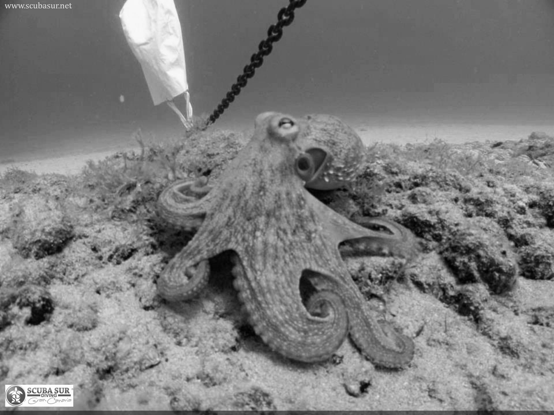 Best Diving Octopuses