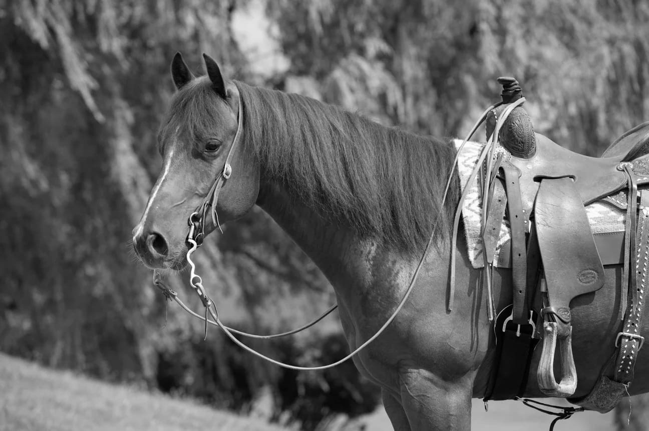 Best Equestrian Bits