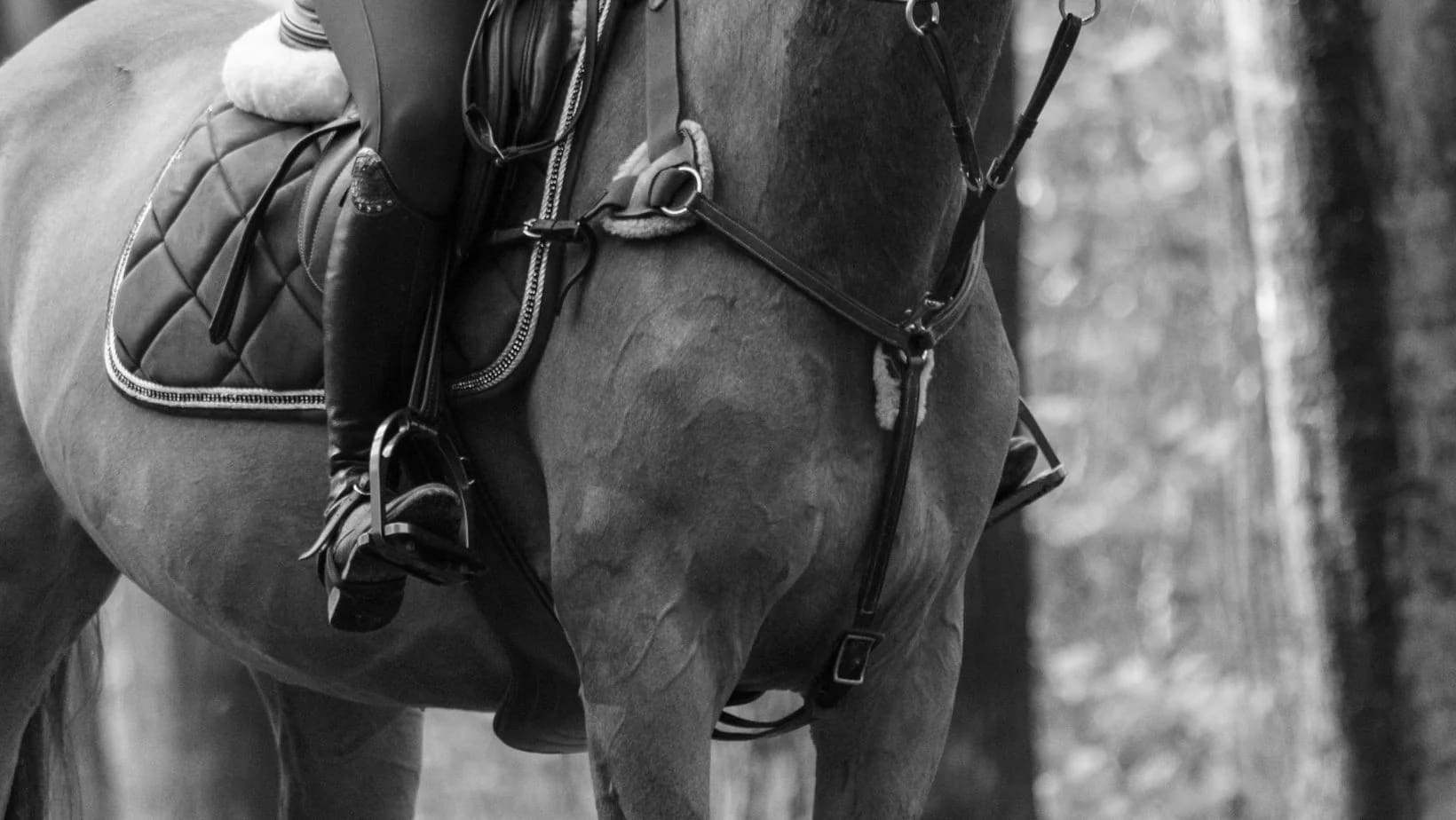 Best Equestrian Breastplates