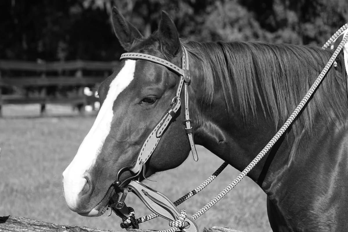 Best Equestrian Reins