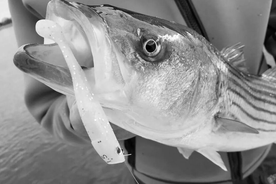 Best Fishing Attractants