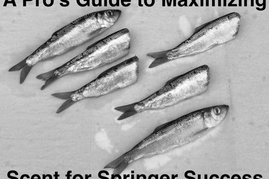 Best Fishing Baits & Scents