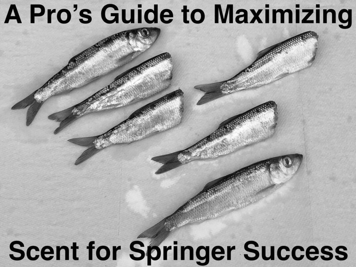 Best Fishing Baits & Scents