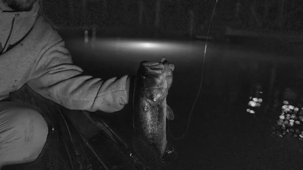 Best Fishing Light Attractants