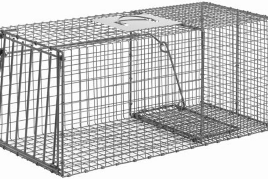 Best Hunting Cage Traps