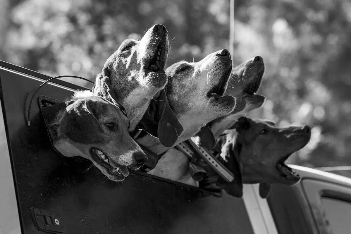 Best Hunting Dog Equipment