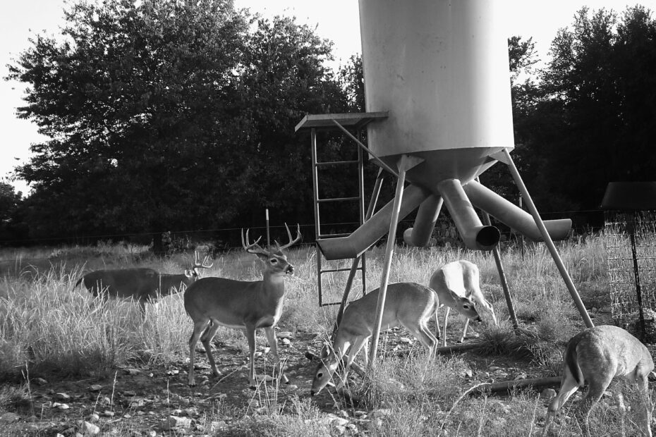 Best Hunting Game Feeders & Accessories