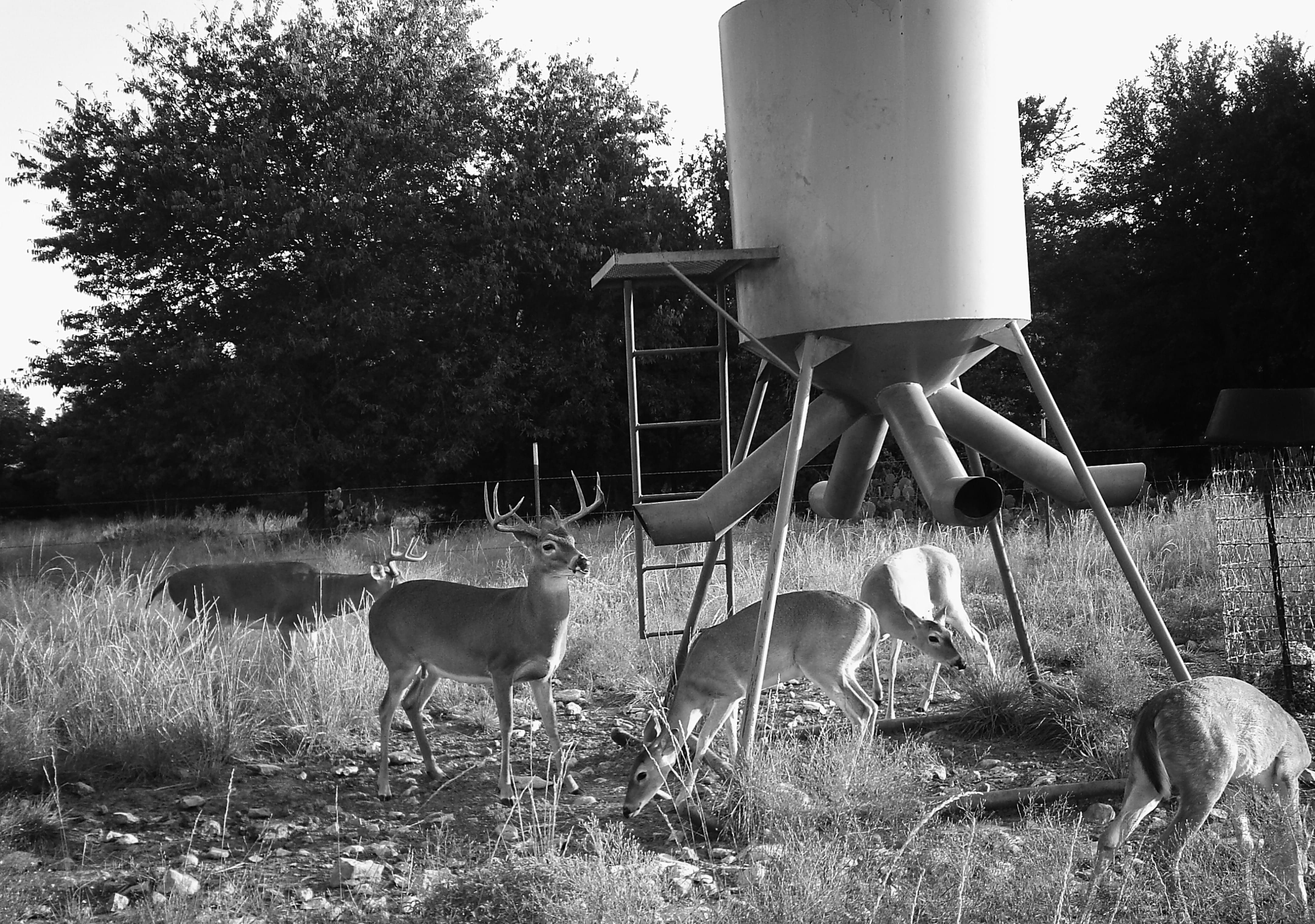 Best Hunting Game Feeders & Accessories