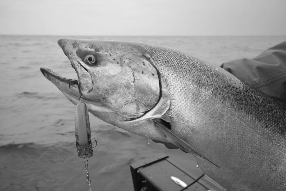 Best Lead Core & Wire Fishing Line