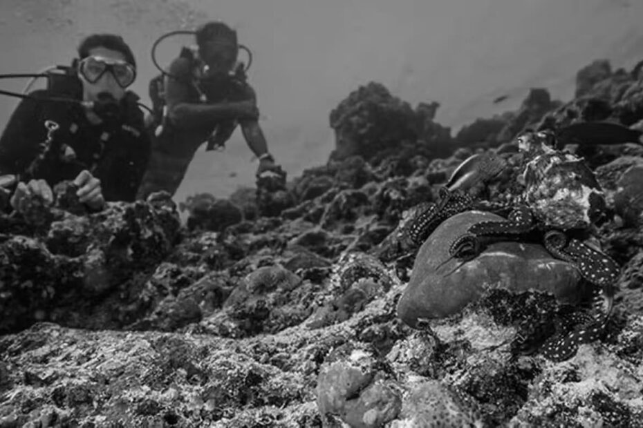 Diving Octopuses