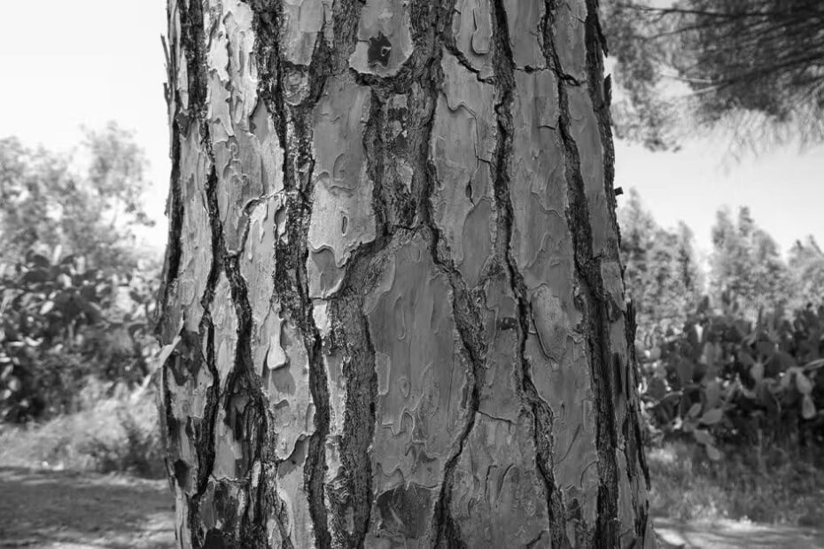 French Maritime Pine Bark Extract Supplements