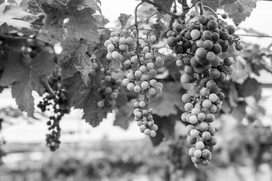Grape Seed Extract Herbal Supplements