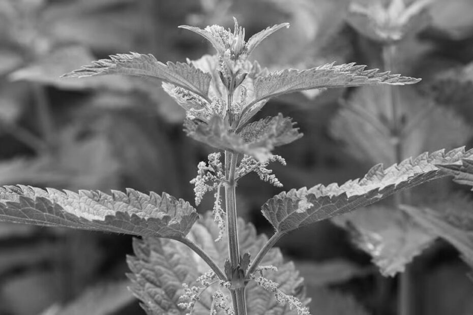 Nettle Herbal Supplements