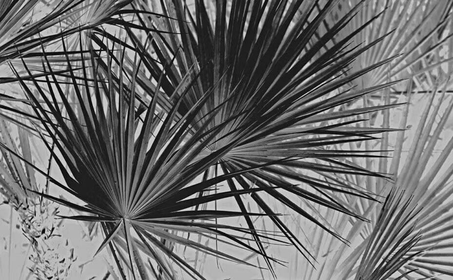 Saw Palmetto Herbal Supplements