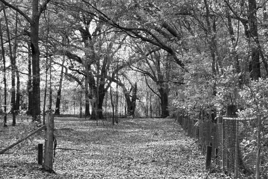 Best Adel Campgrounds