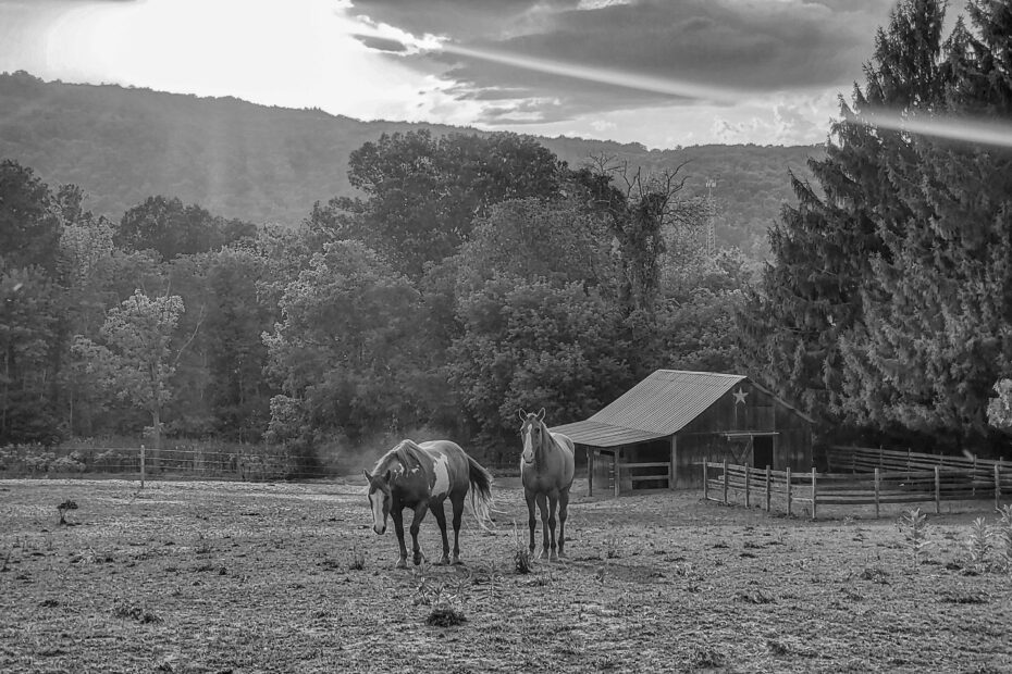 Best Dansville Campgrounds