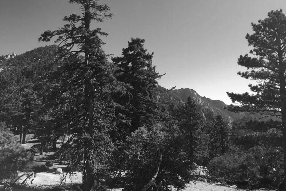 Best Idyllwild Campgrounds