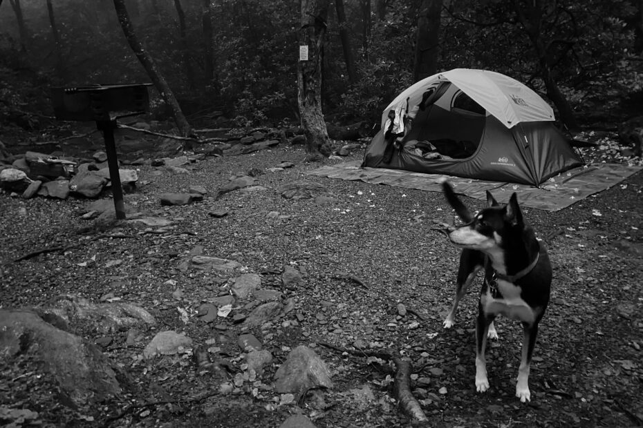 Best Montreat Campgrounds