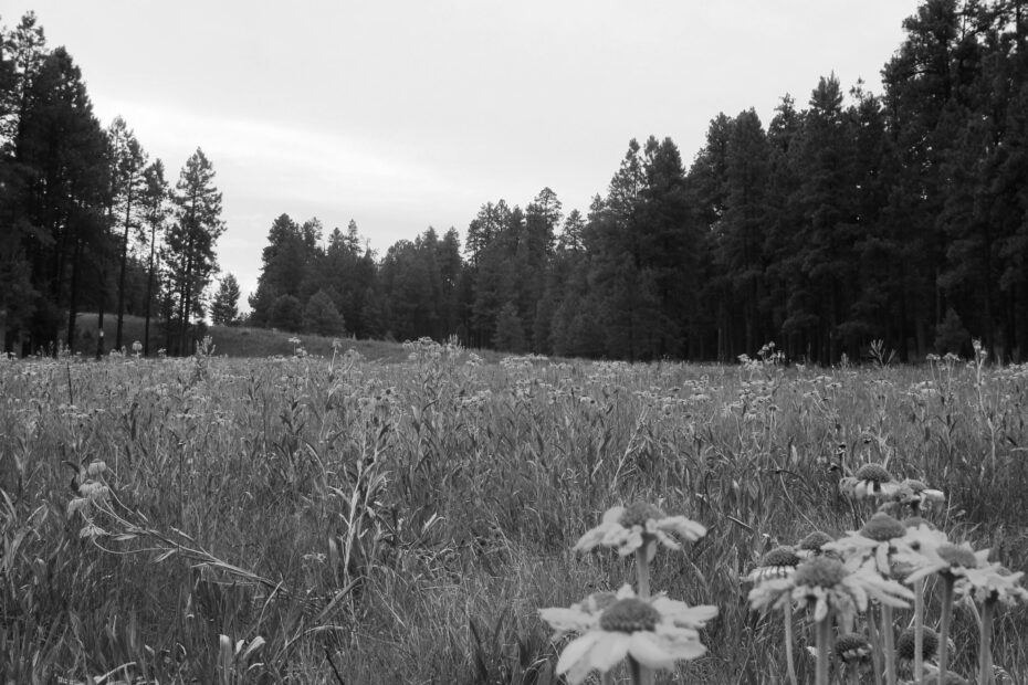 Best Safford Campgrounds