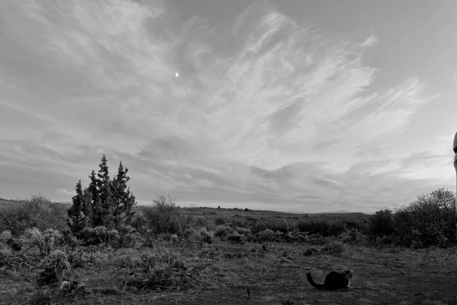 Best Yellow Pine Campgrounds